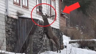 Every morning, a deer taps on a woman's window. The reason will surprise you!