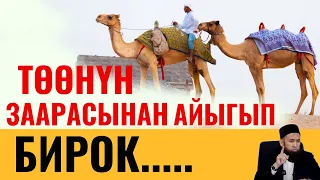 ТӨӨНҮН ЗААРАСЫНАН АЙЫККАНДАР БОЛГОН, БИРОК.....