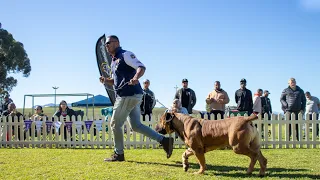 South African BOERBOELS show (WesternCape Boerboel Club Show)