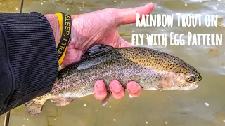 Rainbow Trout on the fly with an Egg Pattern