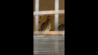 Young Coturnix Quail Call