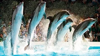 Dubai Dolphin | Dolphin Experience Dubai | Dolphinarium Full Show 2016