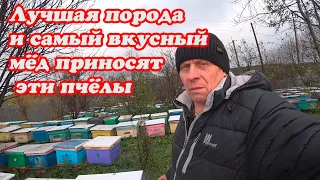 ИСПРАВЛЕНИЕ БЕЗМАТОЧНОЙ ПЧЕЛОСЕМЬИ ПОЗДНЕЙ ОСЕНЬЮ, КАКАЯ ПОРОДА ЛУЧШЕ И ВКУСНЕЕ МЁД