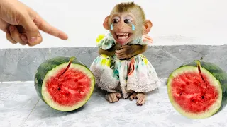 Poor monkey Diana panicked when she broke the watermelon