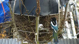 210322 magpie nest building outside