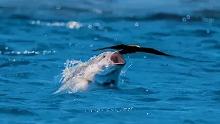 Bird vs Fish | Blue Planet II