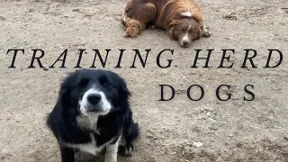 How to train your livestock herding dog