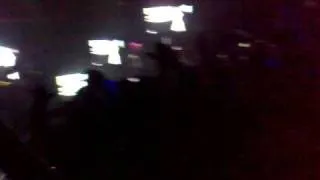 Tiesto in Tampa (green iguana)