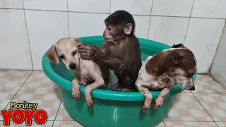 YoYo JR helps dad take care of Milk and CoCo