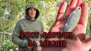 Темп роста форели за месяц!