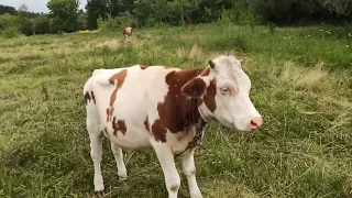 быку два года а пасётся на двух метрах веревки 😭