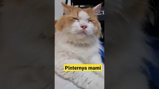 Anak pinternya mami #trending #cat #funnyvideos #chiko #funny #funnyanimals #kucing #pet #animals