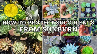 How To Protect Succulents From Sunburn