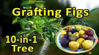 Grafting Figs - Multiple Varieties Grafted Fig Tree - 10 varieties grafted