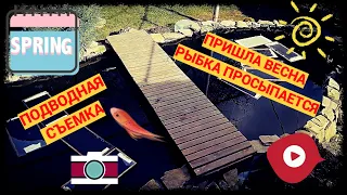 ПРИШЛА ВЕСНА🌹 КАРПЫ КОИ🐟 В ЧИСТОМ ПРОЗРАЧНОМ ПРУДУ💧СЪЕМКА ПОД ВОДОЙ📷