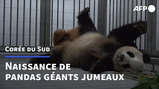 Naissance de pandas géants jumeaux dans un zoo sud-coréen | AFP