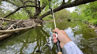 TROUT Fishing with Swimbaits (creek fishing)