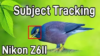 Nikon Z6II - Subject Tracking for Birds