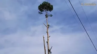 Extreme Dangerous Big Trees Cutting Fails  Idiots Chainsaw Machines Operate At Work