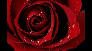 «Million de Roses rouges»  Dominique Moisan