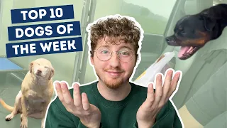 The Happiest Dog In The World??? | Top 10 Dogs of the Week