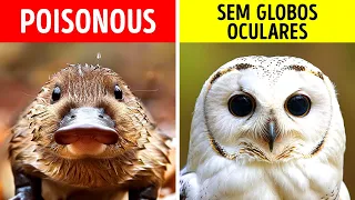 Os fatos mais loucos sobre animais que você nunca ouviu falar