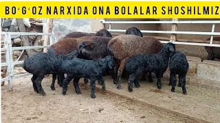 BOʻGʻOZ NARXIDA ONA BOLALAR KELDI TURSUNALI AKADAN