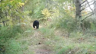 black bear chased by hounds, this is how Wisconsin bear hunting looks like, inhumane.