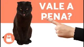 5 ERROS que você comete ao dar uma BRONCA no seu GATO ❌🐈