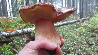 Hunting the Queen of Mushrooms in the Pacific Northwest