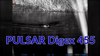 Ночная охота на бобра с Pulsar Digex 455. Запись на встроенный рекордер цифрового прицела.