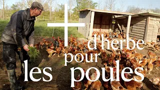 Plus d'Herbe pour les Poules !