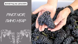 Пино Нуар сорт винограда. Красный сорт Pinot Noir. Red Wine.