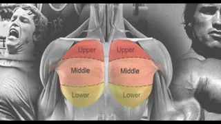 #جيم كايرو تمارين كمال اجسام | تمارين الصدر في الجيم Gym cairo chest workout