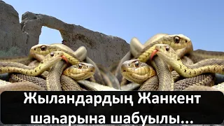 Жыландардың Жанкент шаһарына шабуылы...