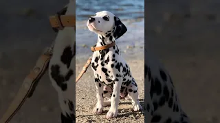 Dalmatian compilation #dog