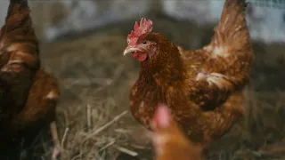 Bird Flu Cases Confirmed