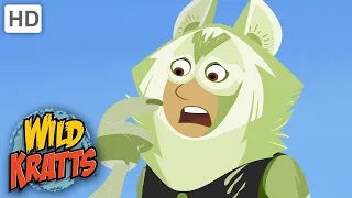 Wild Kratts | Arctic Wolves Go Hunting | Animals