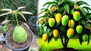 Great Idea To Propagate Mango Tree With Mangos Fruit Using Coca-Cola To Push for Faster Fruiting