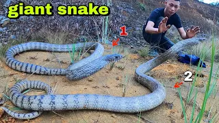 Hunting and clashing with a pair of ferocious giant snakes that are too terrifying | snake king
