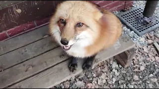 Alice the fox. Inviting the fox to breakfast with the dogs.