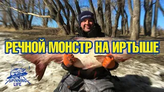 Огромная рыба на Иртыше - речной монстр