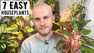 7 Easy Houseplants I Would Recommend To Everyone