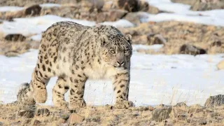 Snow leopard-irbis/ снежный барс