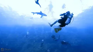 Атака акулы Лонгиманус на дайвера/ Attack of the Longimanus shark on the diver