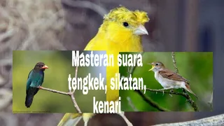 Kompilasi Masteran suara..!! Sikatan londo, Tengkek buto, Kenari Cocok masteran murai batu