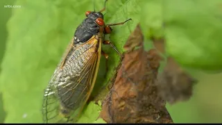 They are coming, after 13 years underground the cicadas are waking up