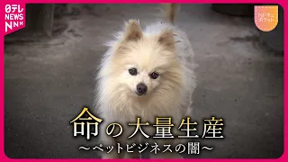 【NNNドキュメント】遺棄される犬たち… 元ブリーダーが語る"ペットビジネスの闇"　NNNセレクション