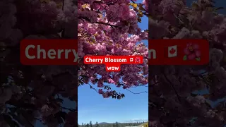 Cherry Blossom #cherryblossomsparrow  #canada  #blossom