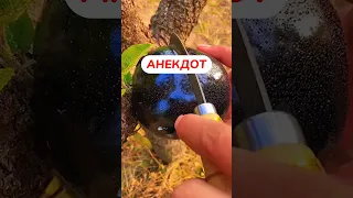 Анекдот про беременность😂 #анекдот